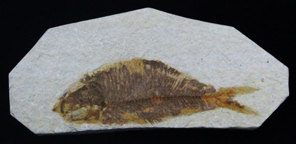 Knightia Alta Fossil, Natural Prehistoric From Kemmerer Wyoming - Roadshow Collectibles