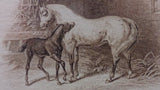 White Horse and Black Colt Engraved Printers Proof, Matte Framed