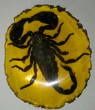 Amber, Fossilized Scorpion, Large Specimen, Chinese - Roadshow Collectibles