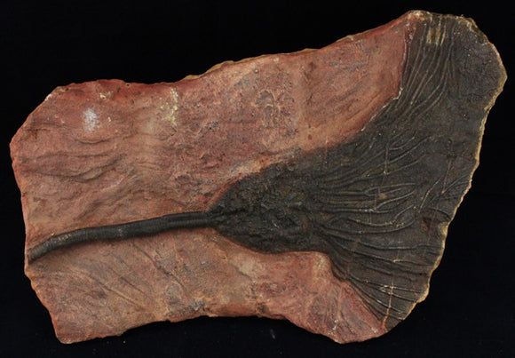 Scyphocrinites Crinoid Fossil (420 million years old), Well Preserved - Roadshow Collectibles