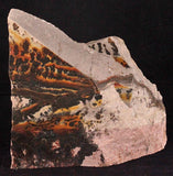 Dendrite Slab Specimen, Over 40 Million Years Old, Utah - Roadshow Collectibles
