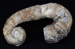 Heteromorph Ammonite Fossil Specimen, (113-117 Million Years Old) - Roadshow Collectibles