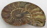 Opalized Ammonite, Natural, Large, Prehistoric Fossil Gem Cut In Half - Roadshow Collectibles