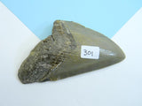 Fossilized Megalodon Shark Tooth - Roadshow Collectibles
